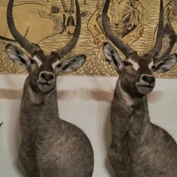 mozaikaa-galeria-112